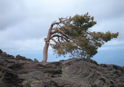 Agenzia/operatore Turistico Escursioni E Trekking Sull'etna Etnatracking